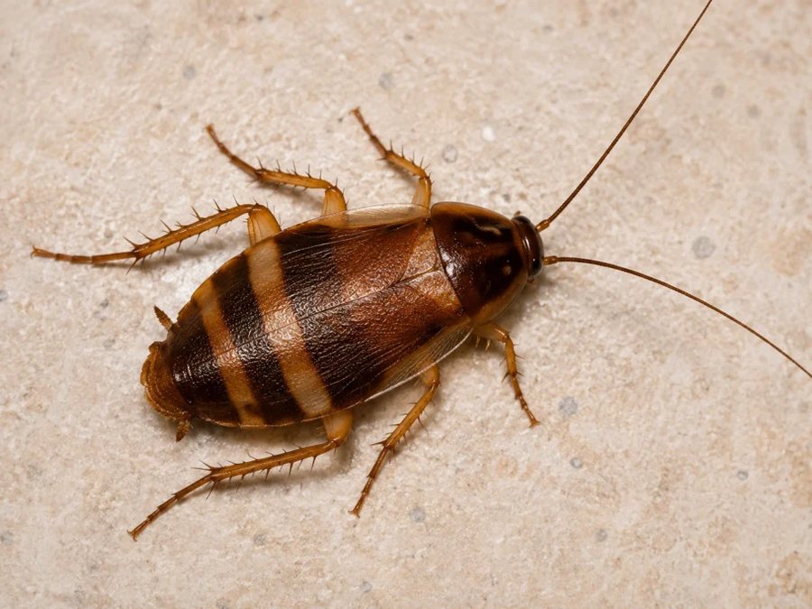 Cockroach Control